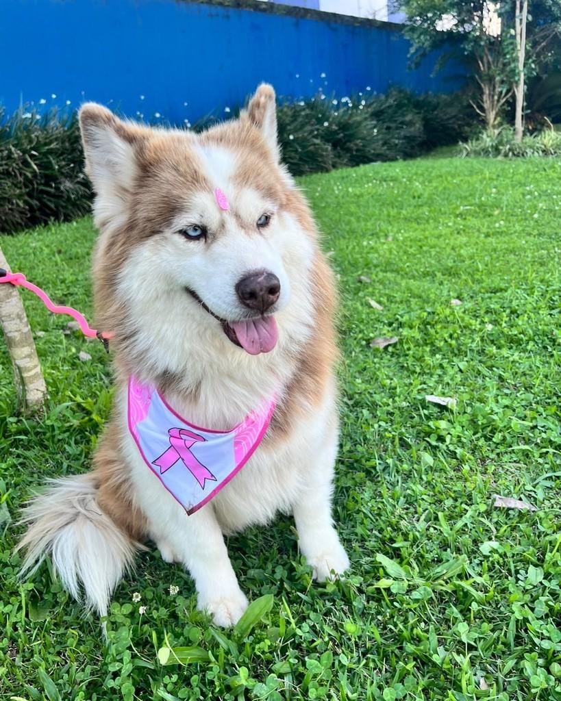 Sky, cadela de porte médio para adoção em Curitiba - PR — foto 4 de 7