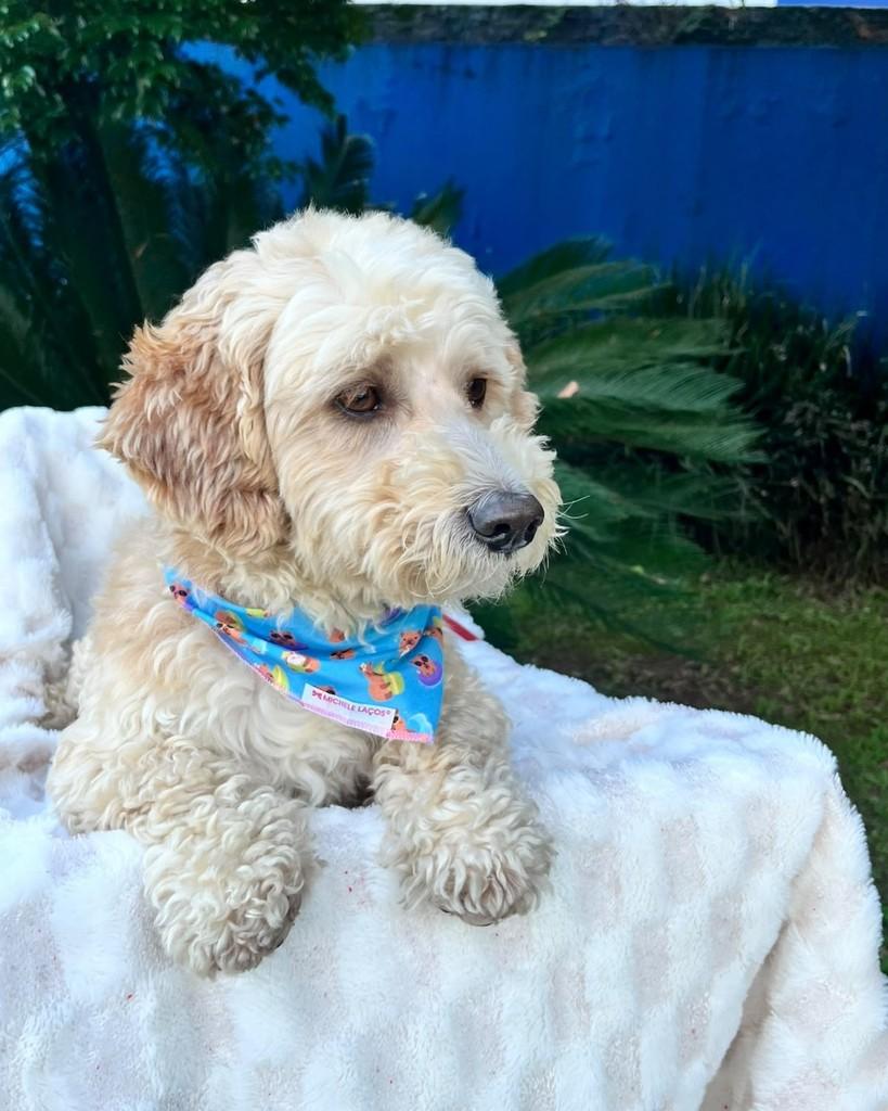 Paçoca, cachorro de porte pequeno para adoção em Curitiba - PR — foto 3 de 5