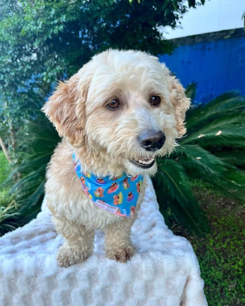 Paçoca, cachorro de porte pequeno para adoção em Curitiba - PR — foto 4 de 5