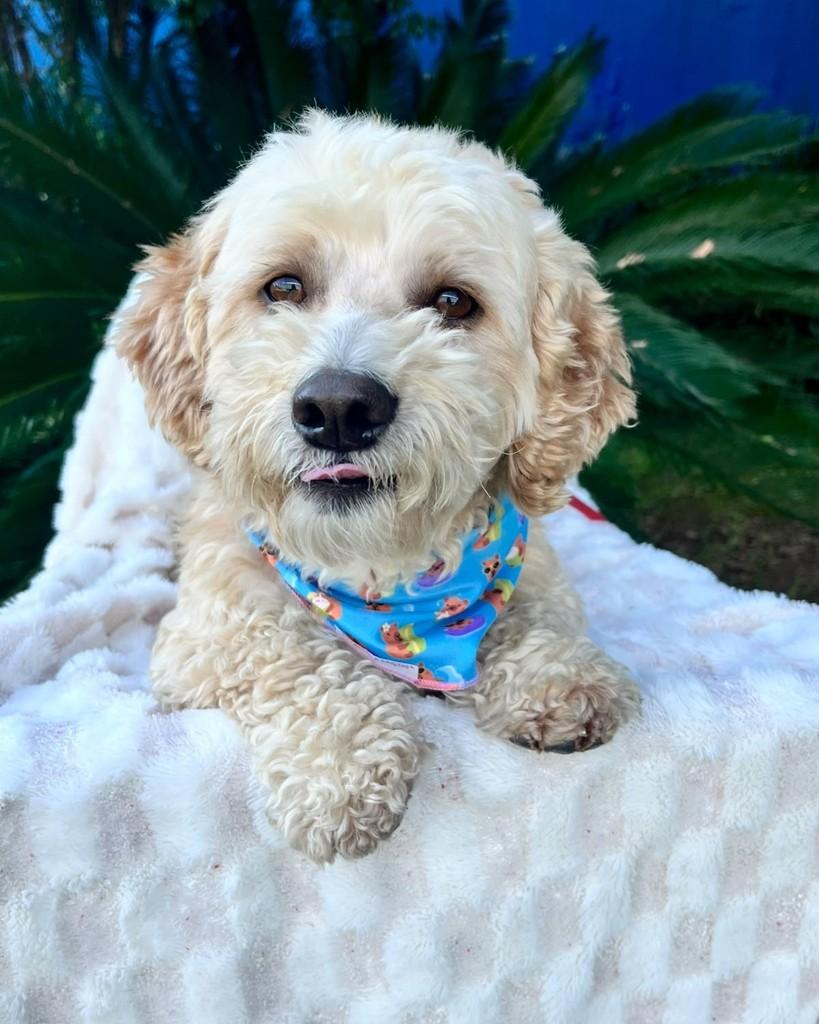 Paçoca, cachorro de porte pequeno para adoção em Curitiba - PR — foto 5 de 5
