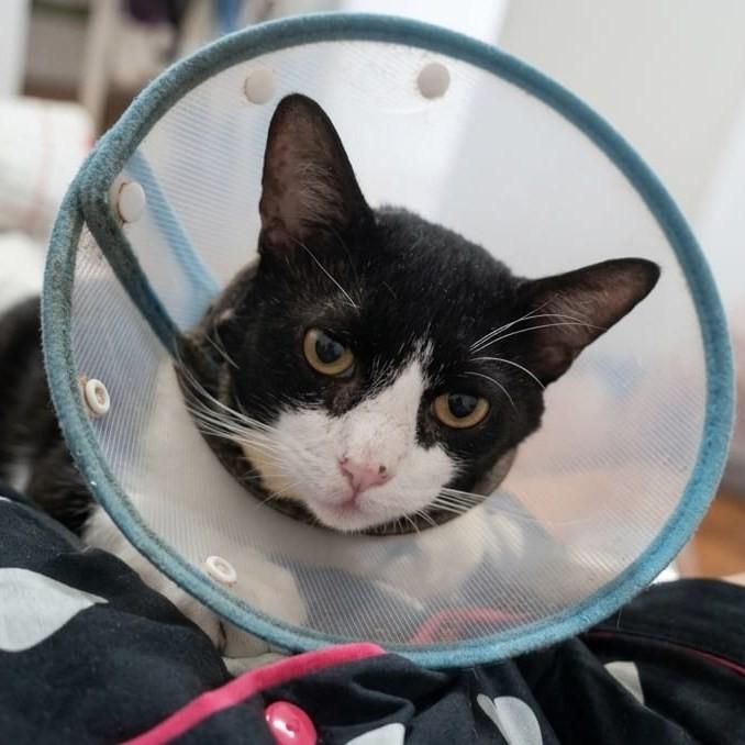 Pretinho, gato de porte médio para adoção em Mauá - SP