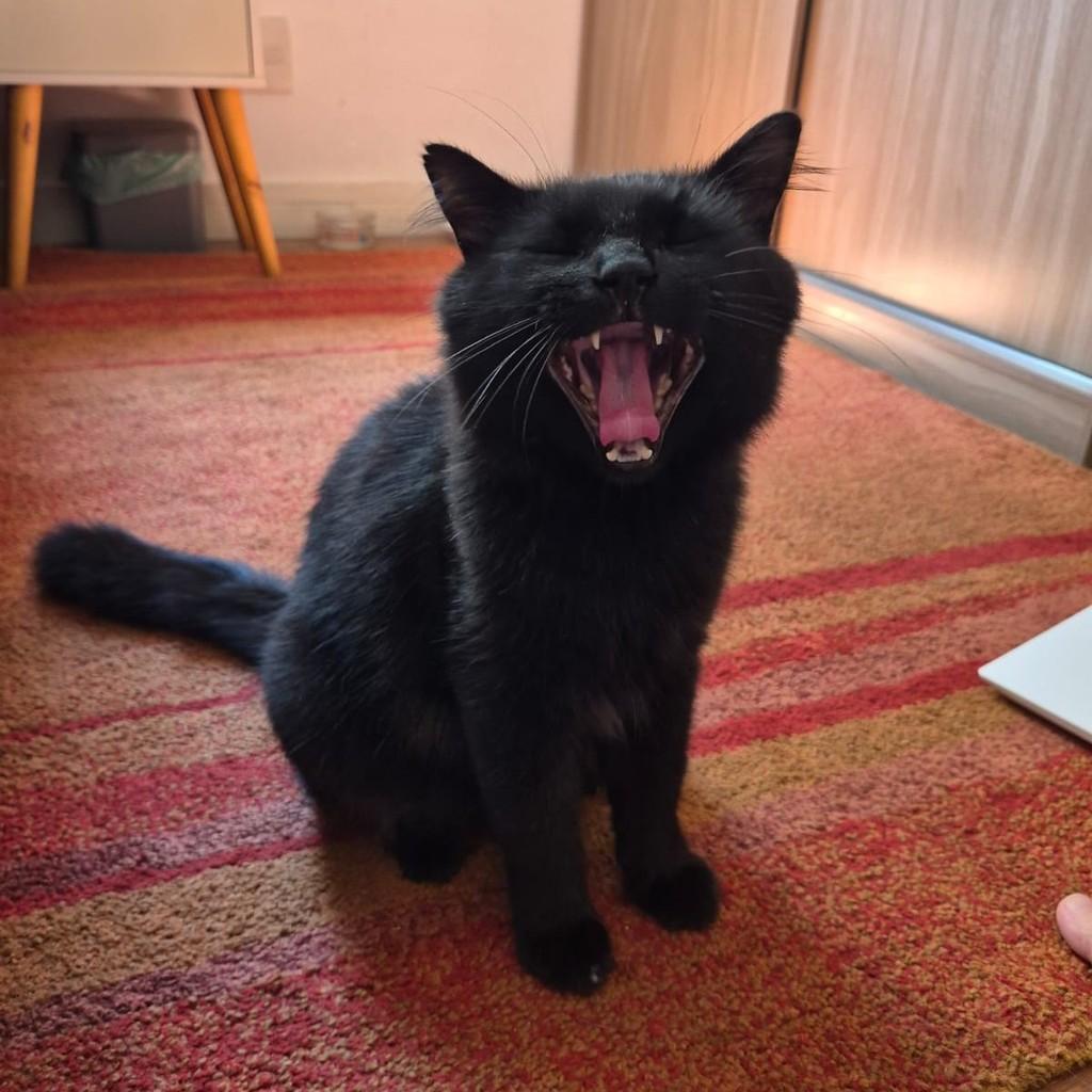 Bruce, gato de porte pequeno para adoção em Barueri - SP