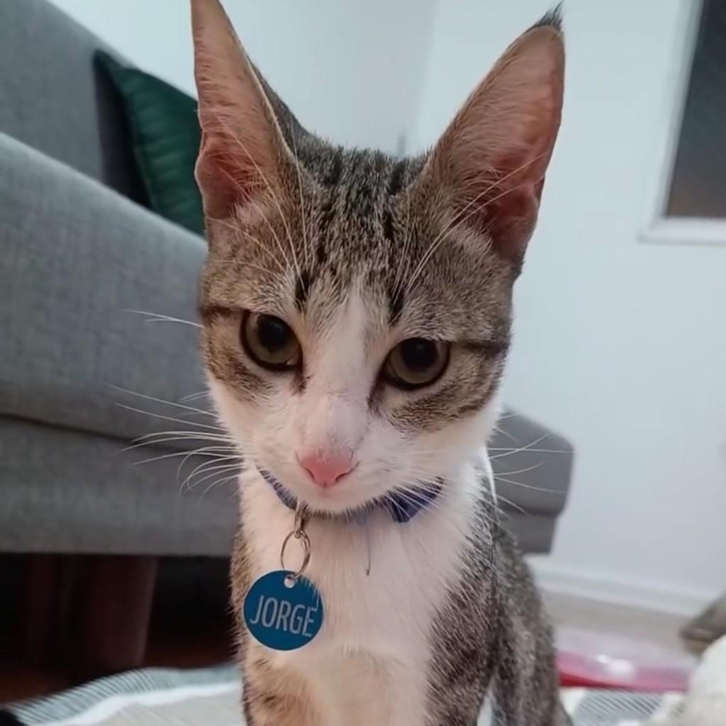 Jorge, gato de porte pequeno para adoção em Araçariguama - SP