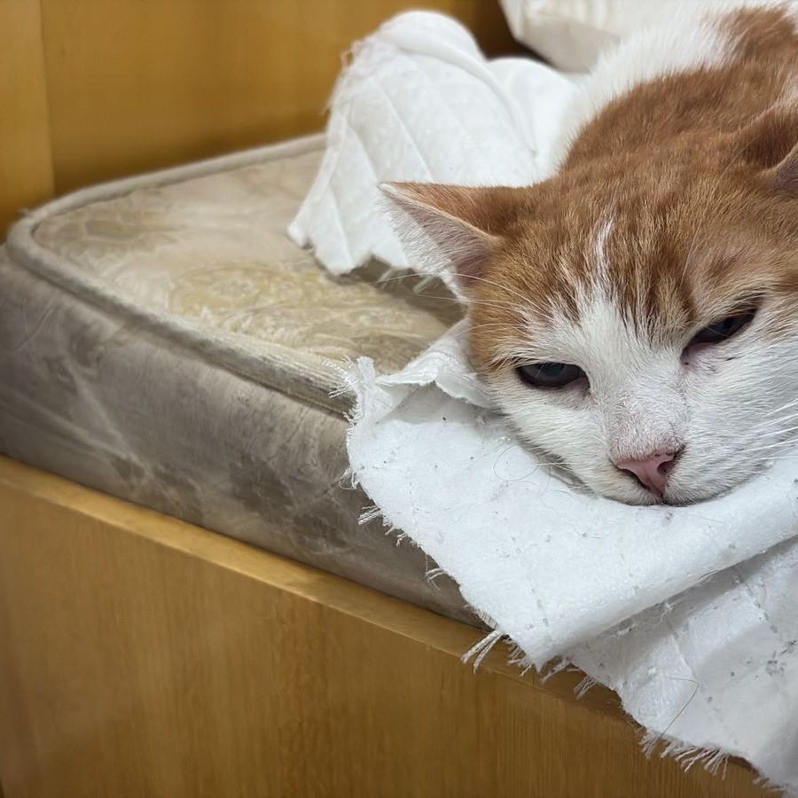 Laranjo, gato para adoção em Araçariguama - SP