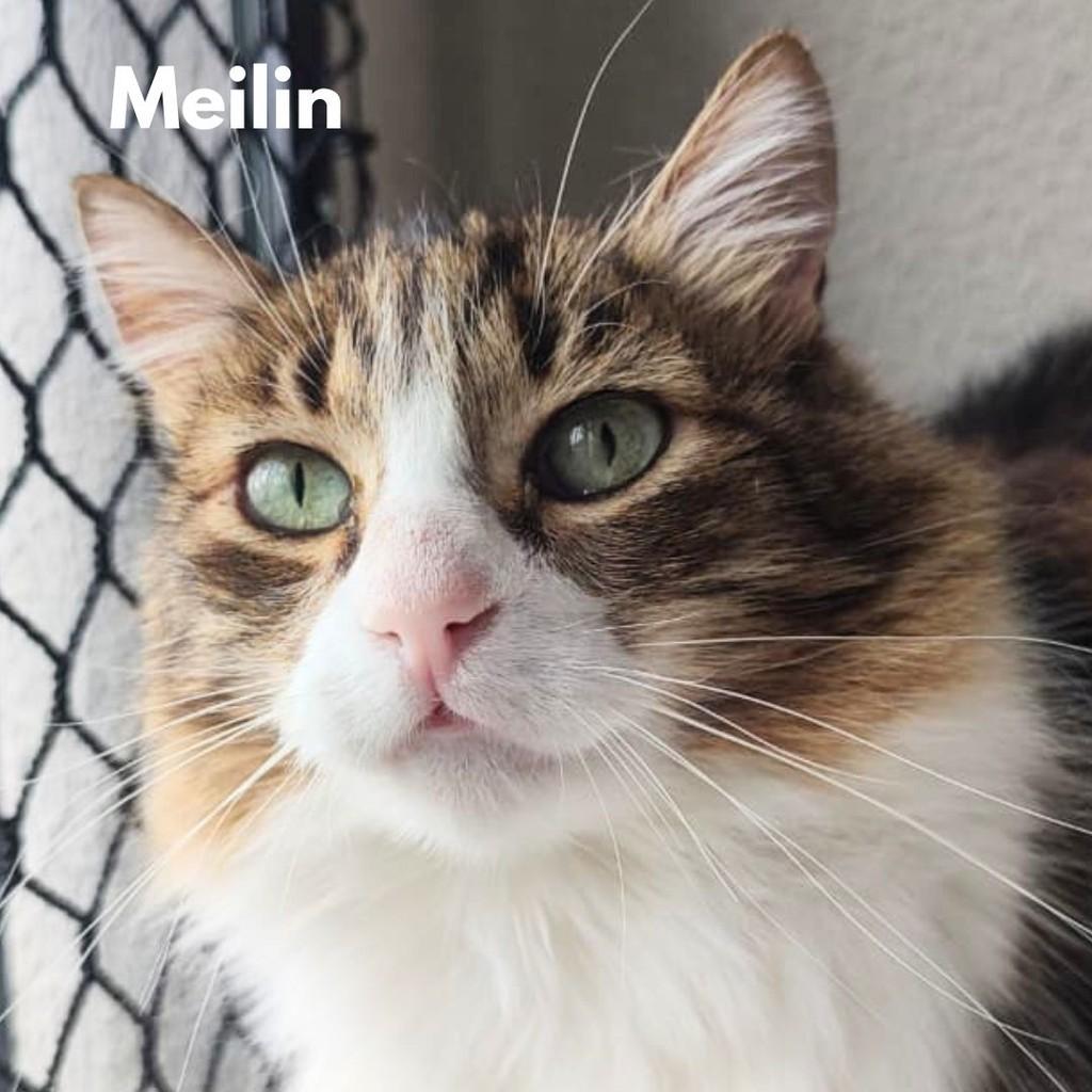 Meilin, gata para adoção em Araçariguama - SP