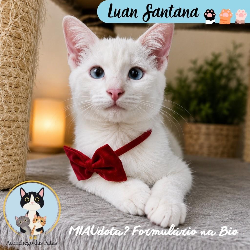 Luan Santana, gato de porte pequeno para adoção em São Paulo - SP