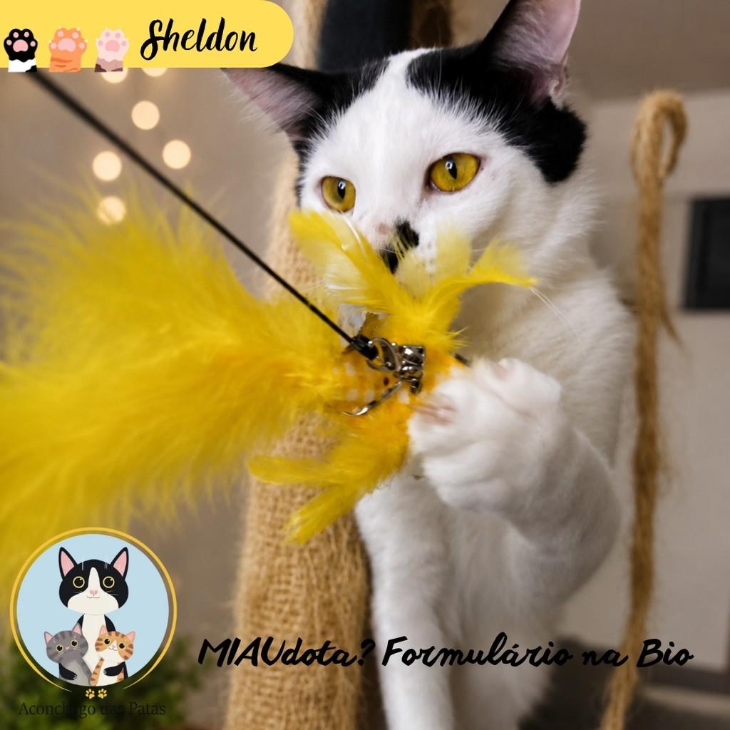 Sheldon, gato de porte pequeno para adoção em São Paulo - SP