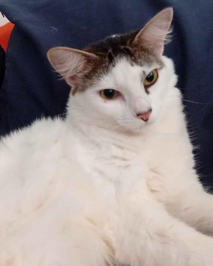 Jaraguá, gata de porte médio para adoção em Araçariguama - SP