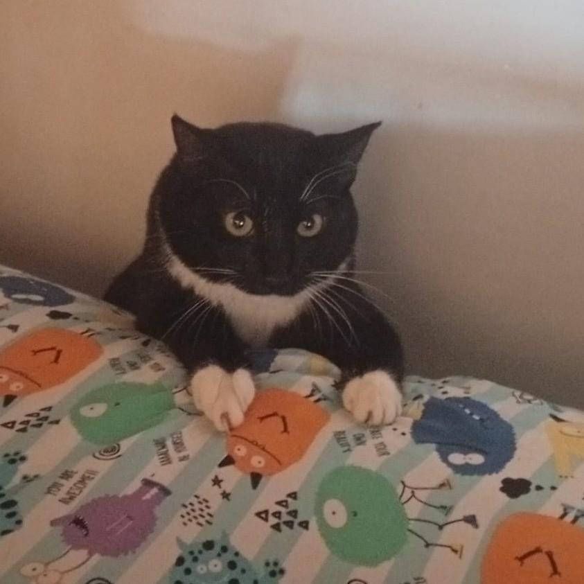 Luvinha, gato de porte médio para adoção em São Paulo - SP