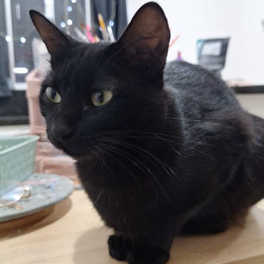 Doris, gata de porte pequeno para adoção em São Paulo - SP