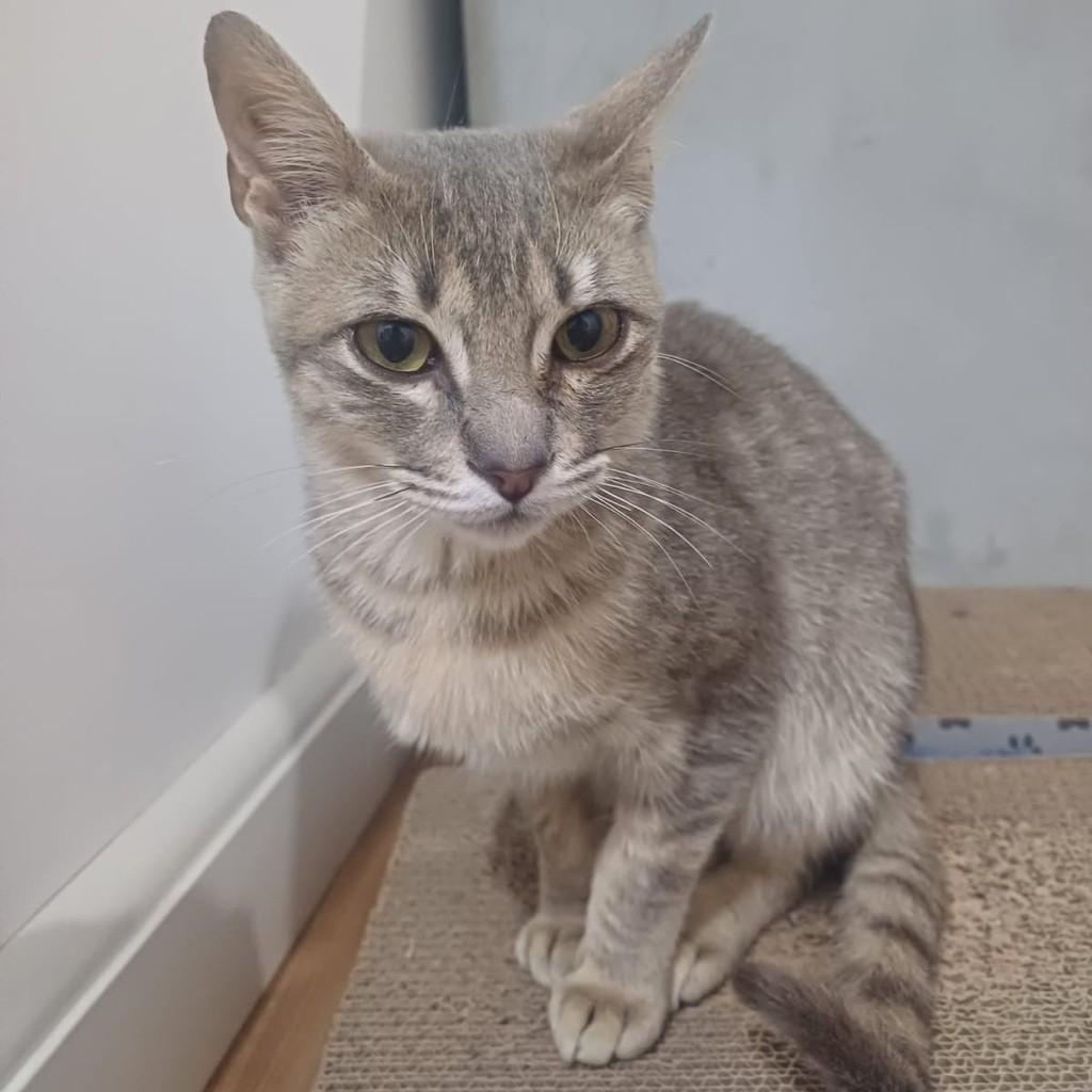 Lili, gata de porte pequeno para adoção em Taboão da Serra - SP