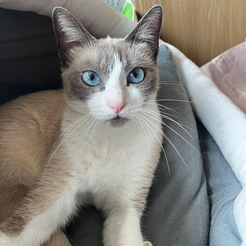 Elvira, gata de porte pequeno para adoção em São Paulo - SP