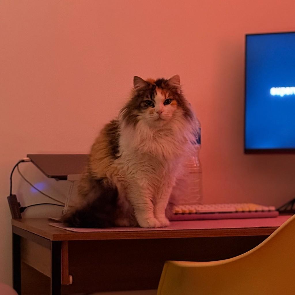 Pandora, gata de porte médio para adoção em São Paulo - SP