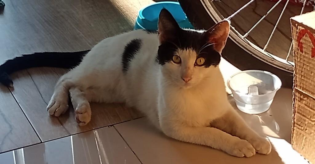 Saitama, gato de porte pequeno para adoção em Araçariguama - SP