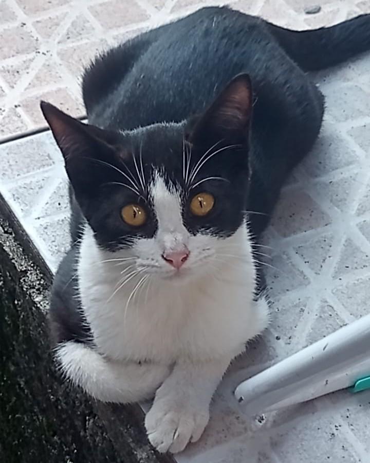 Nevasca, gata de porte pequeno para adoção em Araçariguama - SP