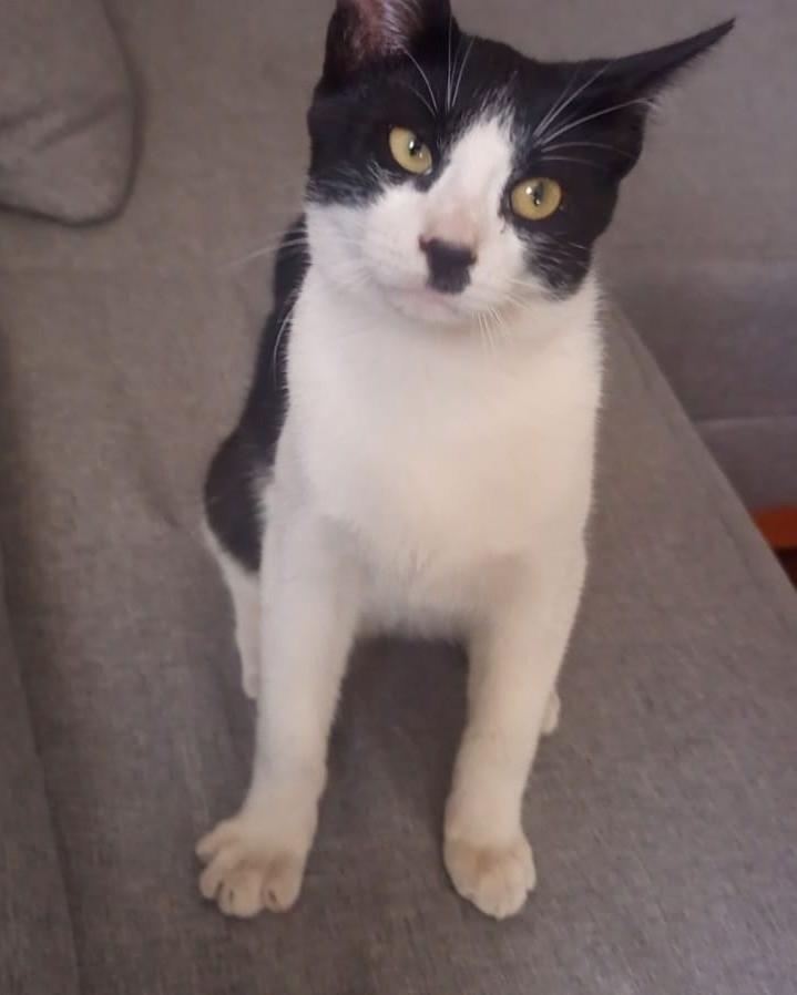 Charlie Chaplin, gato de porte pequeno para adoção em Araçariguama - SP
