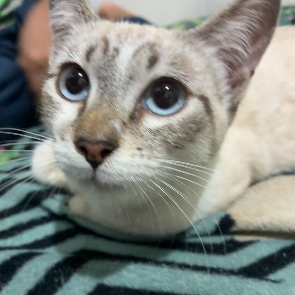 Amora, gata de porte pequeno para adoção em São Paulo - SP