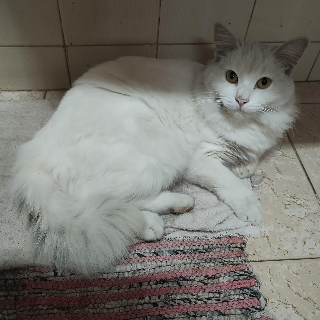 Mingau, gato de porte médio para adoção em São Paulo - SP