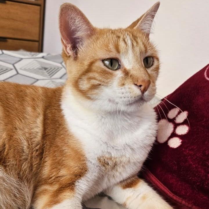 Paçoca, gato de porte médio para adoção em Campinas - SP