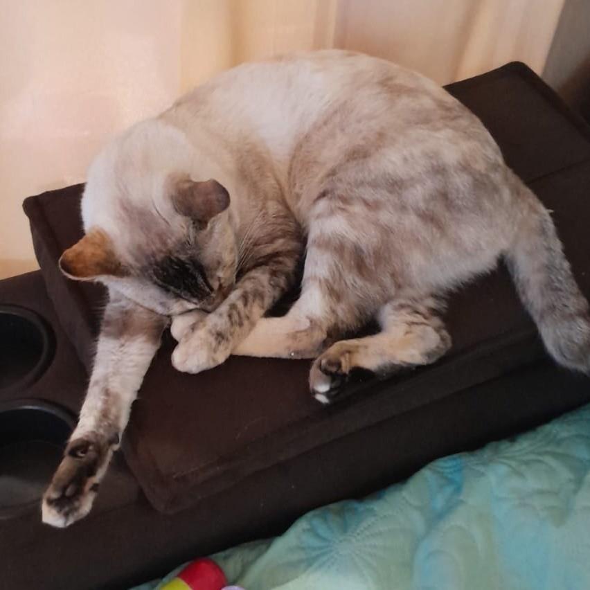 Nestha, gata de porte pequeno para adoção em Diadema - SP