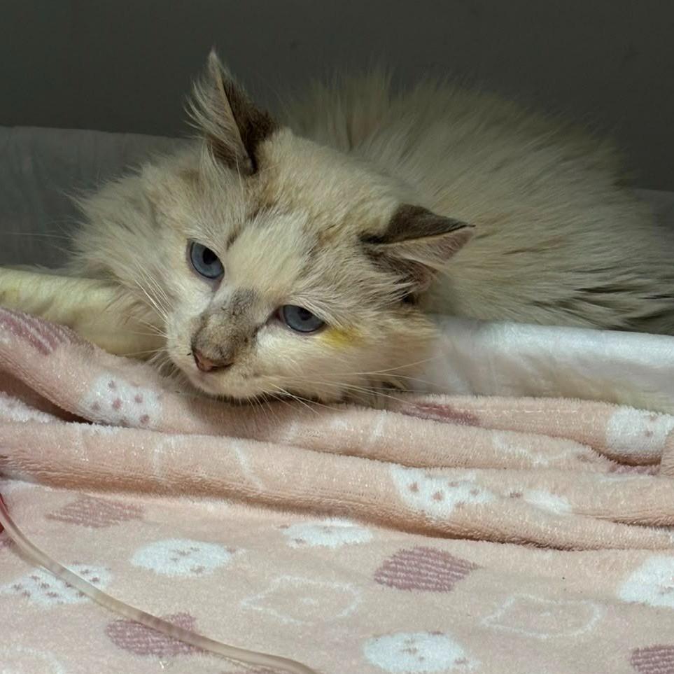 Orlando, gato para adoção em Santa Bárbara d'Oeste - SP