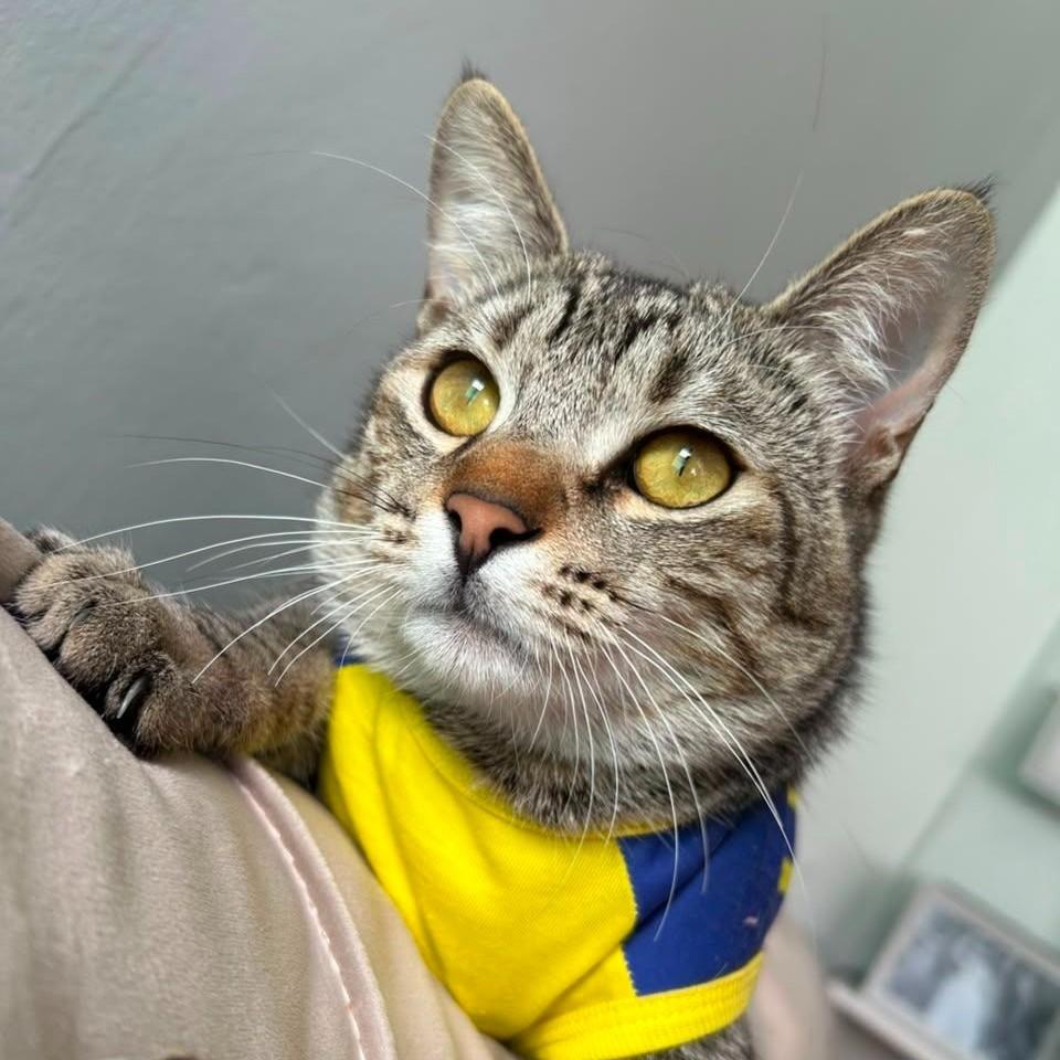 Enzo, gato de porte pequeno para adoção em Guarulhos - SP