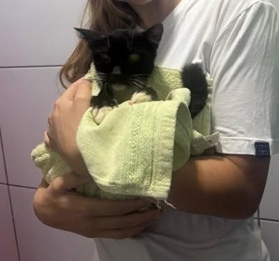 Domênica, gata de porte pequeno para adoção em Porto Velho - RO
