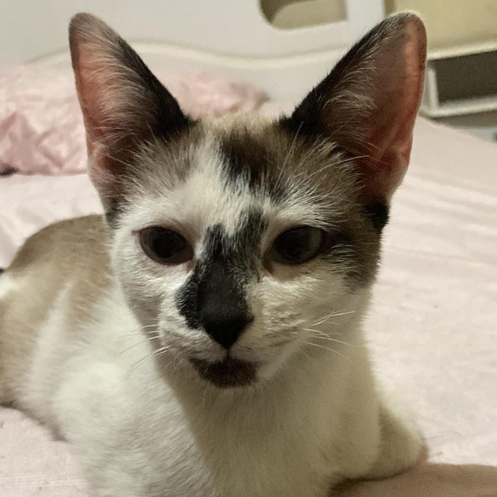 Pitoco, gata de porte pequeno para adoção em Araçariguama - SP