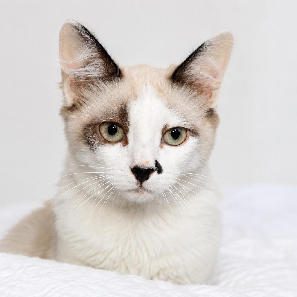 Ternura, gato de porte pequeno para adoção em Campinas - SP