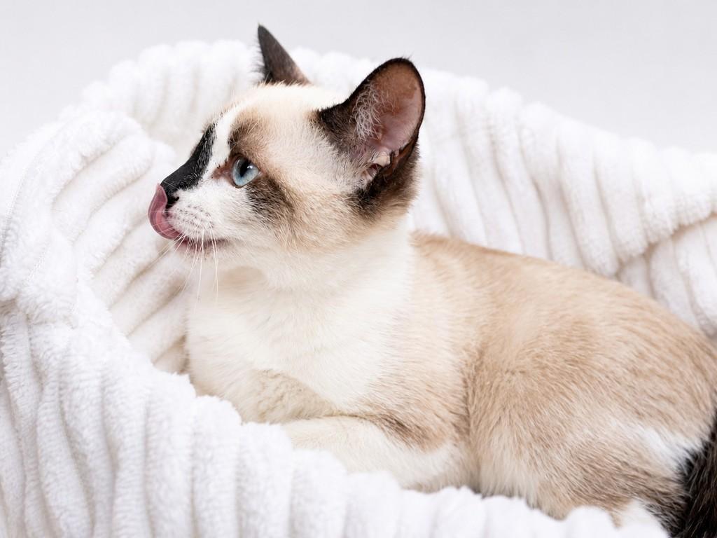 Sonhador, gato de porte pequeno para adoção em Campinas - SP