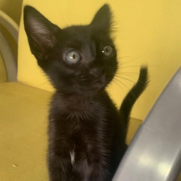 Mia, gata de porte pequeno para adoção em Araçariguama - SP