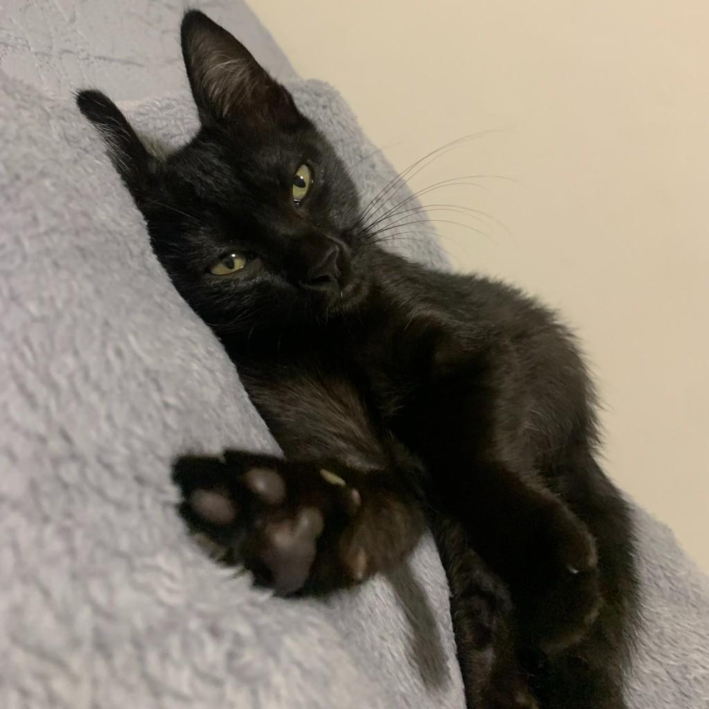 Mia, gata de porte pequeno para adoção em Araçariguama - SP — foto 2 de 2