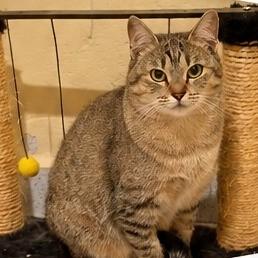 Monica, gata de porte pequeno para adoção em Araçariguama - SP