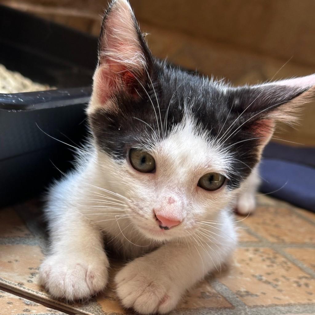 Dora Aventureira, gata de porte pequeno para adoção em Araçariguama - SP — foto 2 de 2
