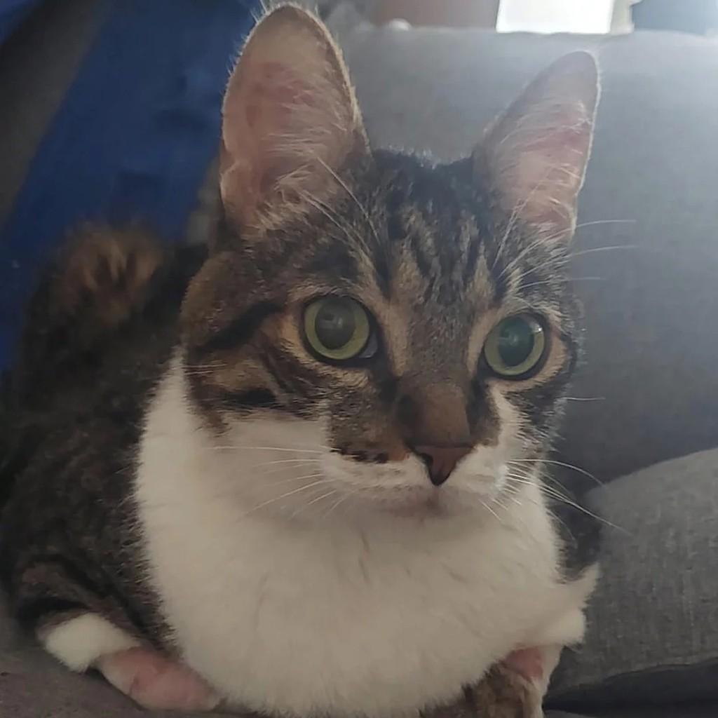 Don, gato de porte médio para adoção em Araçariguama - SP
