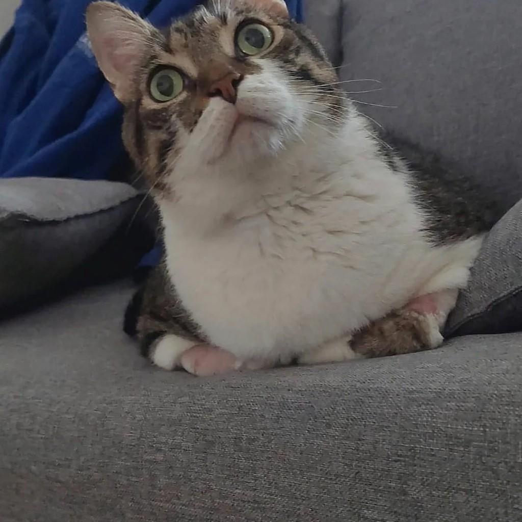 Don, gato de porte médio para adoção em Araçariguama - SP — foto 2 de 4