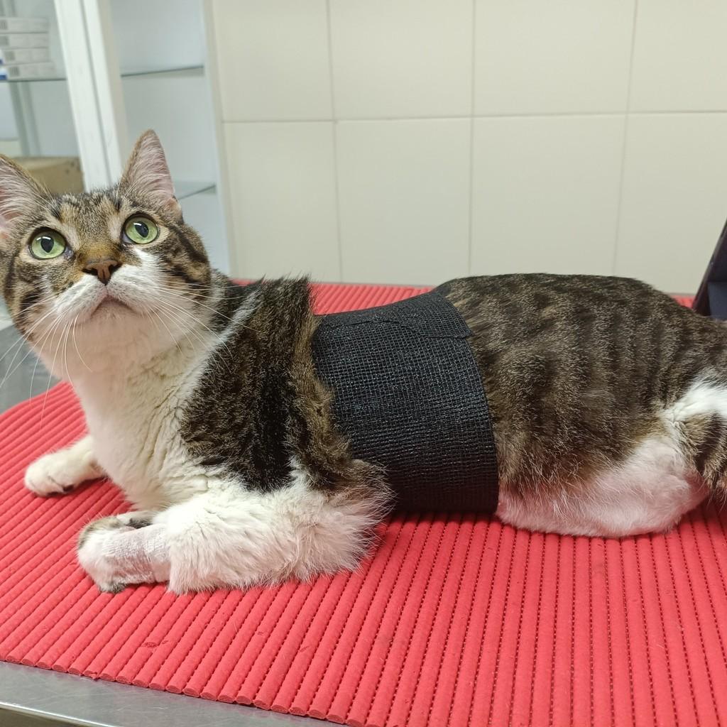Don, gato de porte médio para adoção em Araçariguama - SP — foto 3 de 4