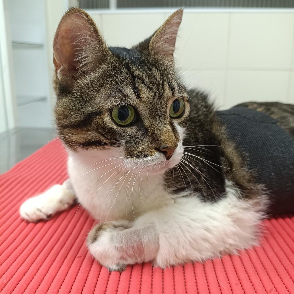Don, gato de porte médio para adoção em Araçariguama - SP — foto 4 de 4