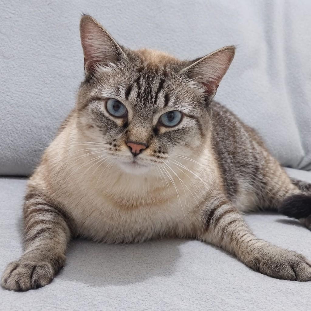 Billy, gato de porte médio para adoção em Araçariguama - SP