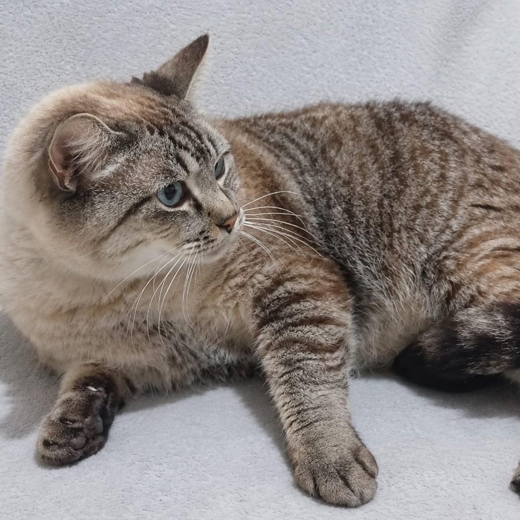 Billy, gato de porte médio para adoção em Araçariguama - SP — foto 2 de 2