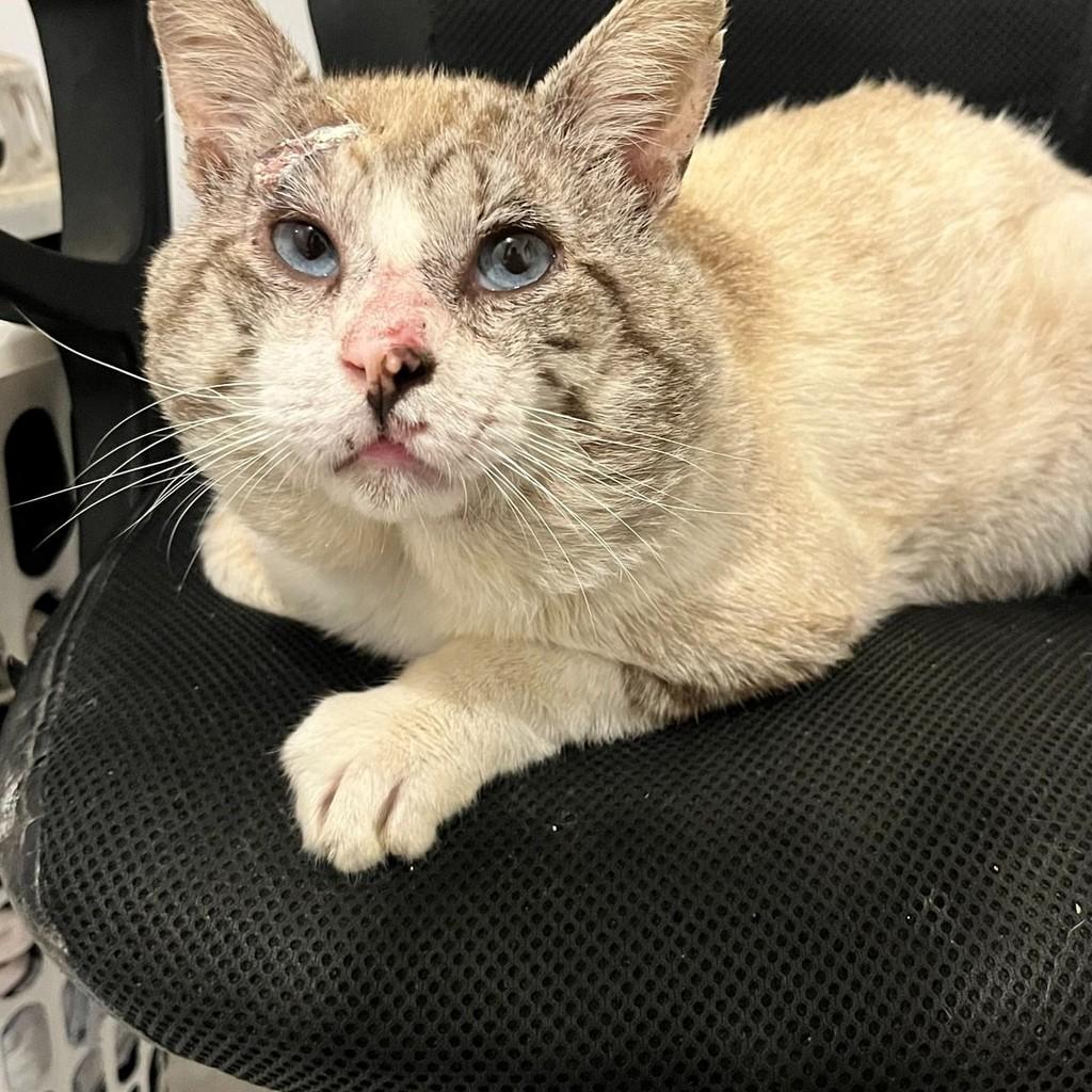 Pirulito, gato de porte pequeno para adoção em São Paulo - SP