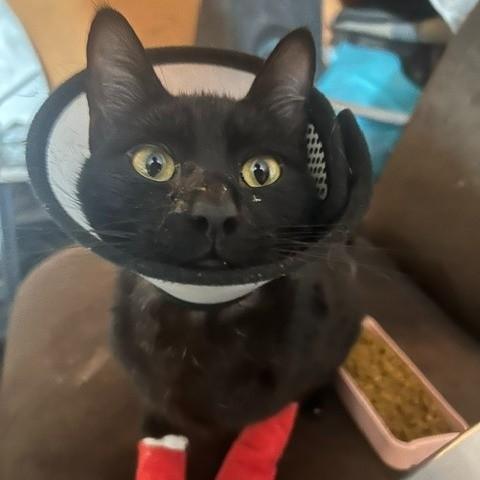 Jiji, gato de porte pequeno para adoção em Santo André - SP