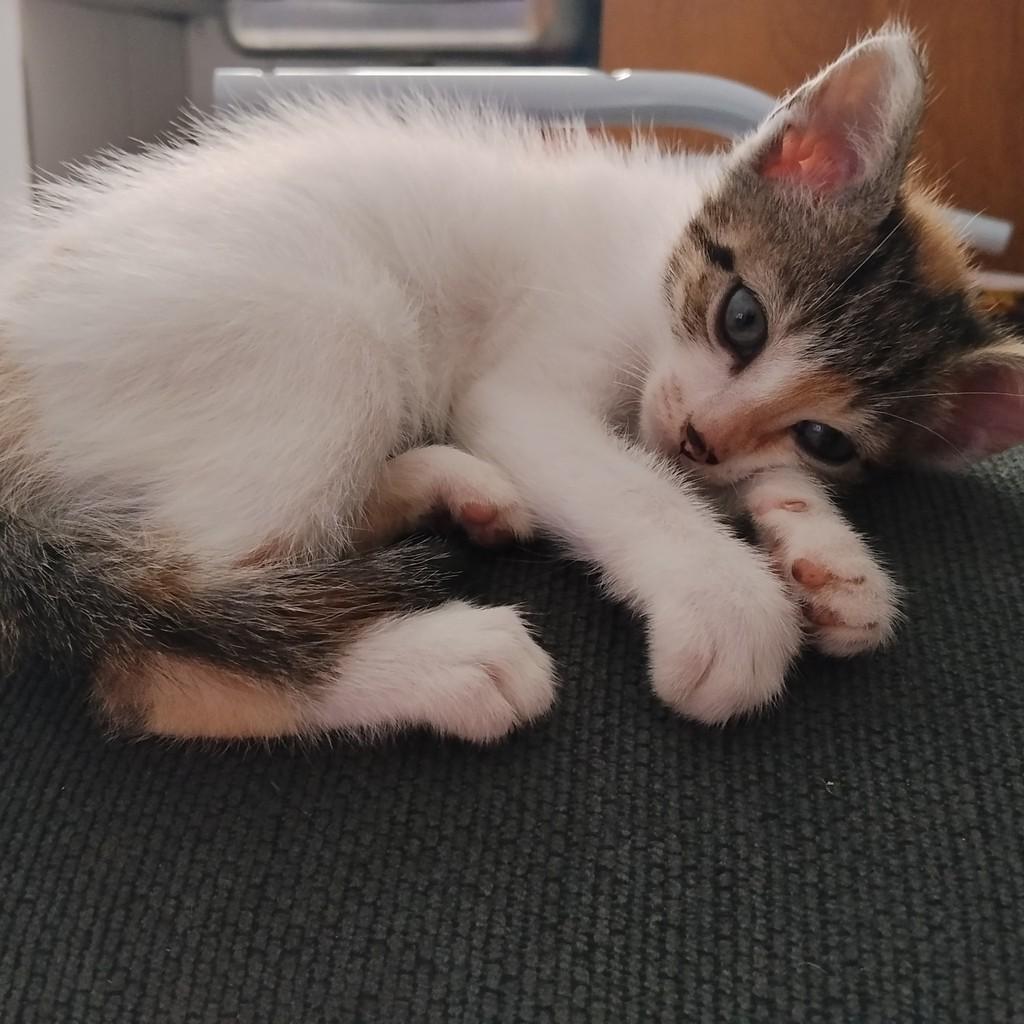 Floquinho, gata de porte pequeno para adoção em São Paulo - SP