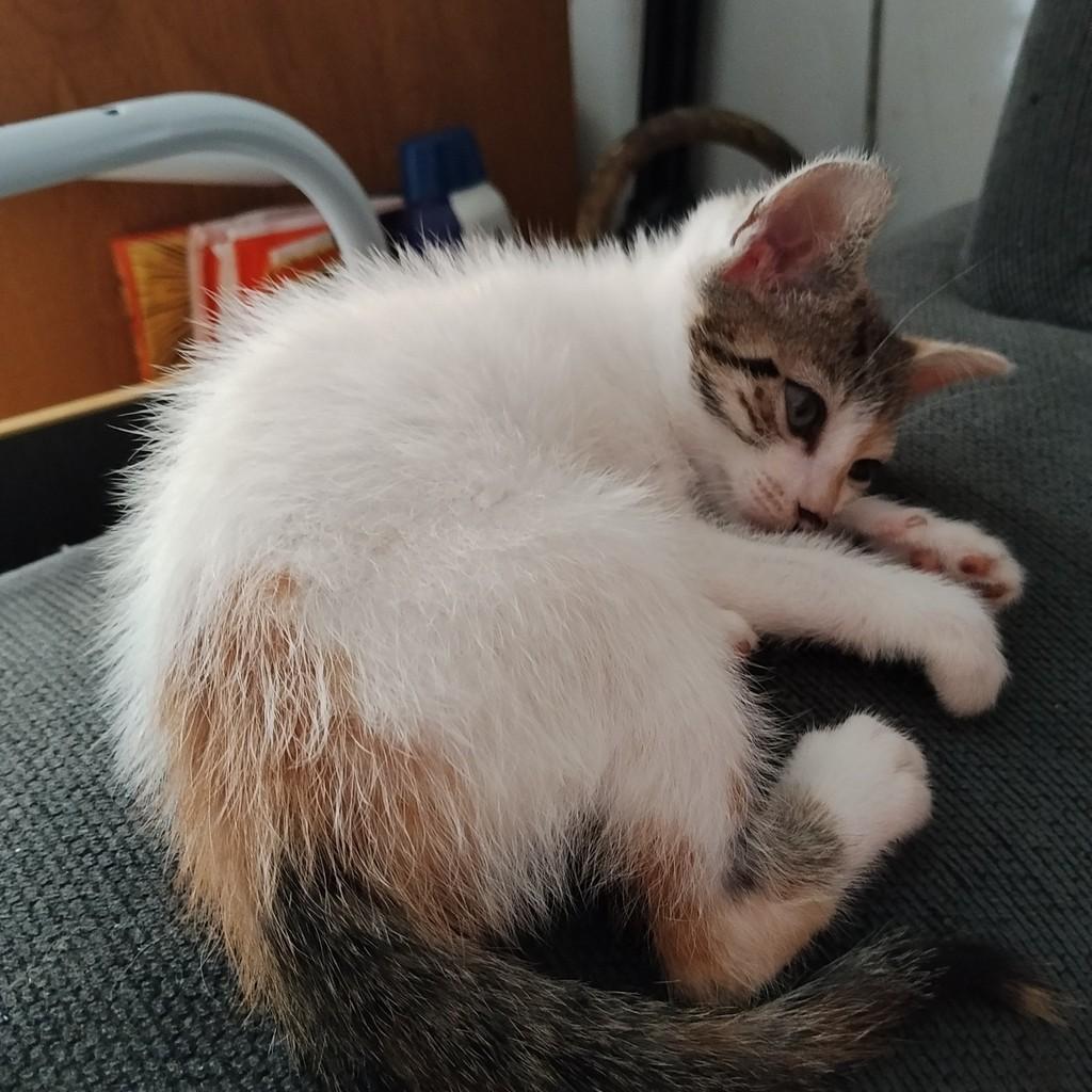 Floquinho, gata de porte pequeno para adoção em São Paulo - SP — foto 2 de 2