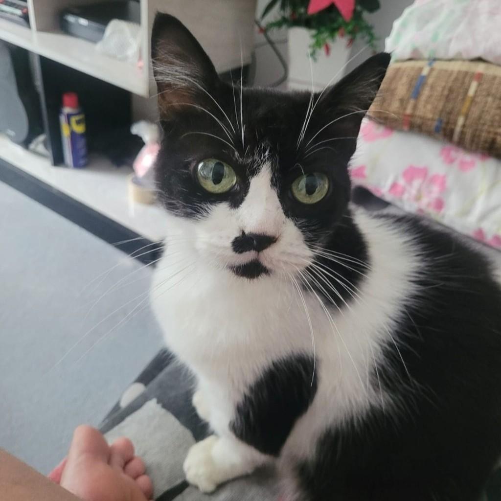 Ravena, gata de porte médio para adoção em São Paulo - SP
