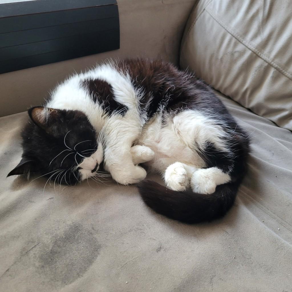 Ravena, gata de porte médio para adoção em São Paulo - SP — foto 2 de 2