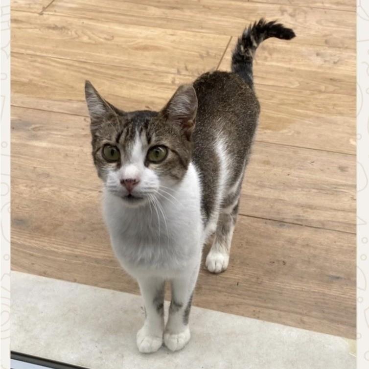 Belinha, gata de porte pequeno para adoção em Jundiaí - SP