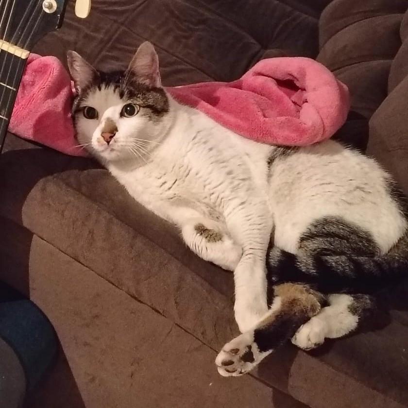 Frajola, gato de porte médio para adoção em São Paulo - SP
