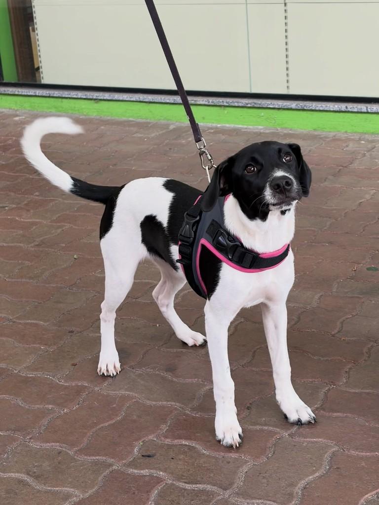 Laila, cadela de porte médio para adoção em Curitiba - PR