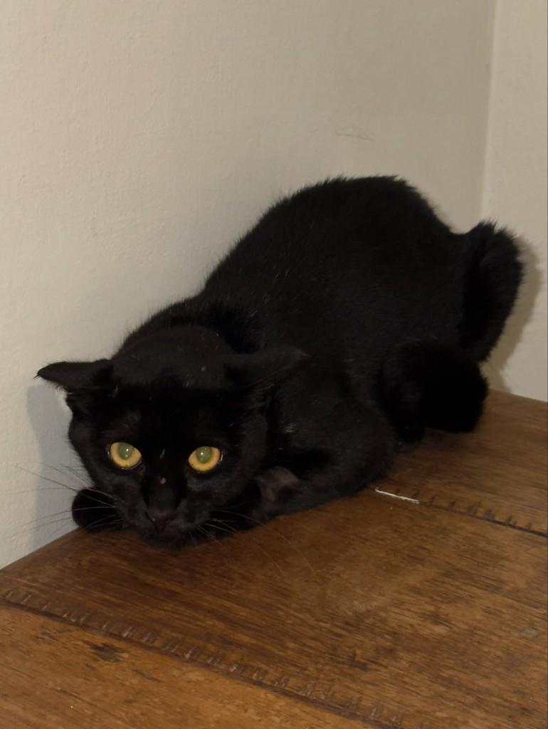Carina, gata de porte médio para adoção em Curitiba - PR
